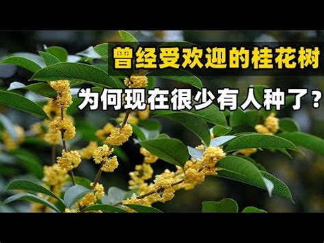 後院種桂花|【後院種桂花】後院種桂花，滿園飄香！旺宅又避邪，位置選對錢。